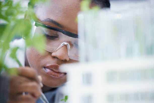 Research, black woman or scientist with leaf sample for analysis, sustainability or plants growth innovation. Science, studying biotechnology or ecology expert in a laboratory for agro development