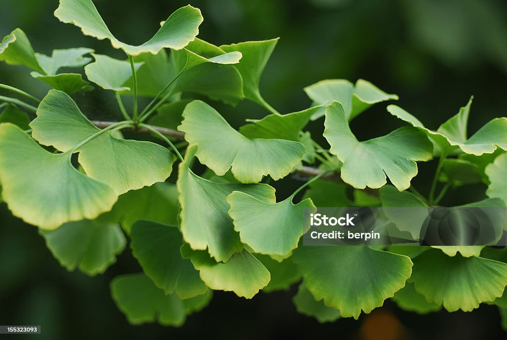 Ginkgo biloba (miłorząb japoński oddział - Zbiór zdjęć royalty-free (Ajurweda)