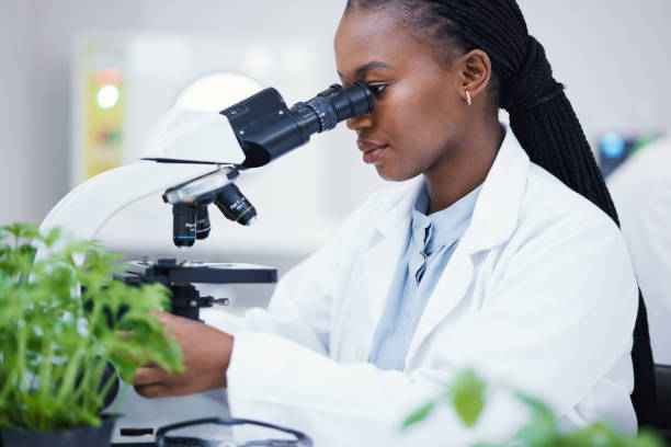 istock Plant science, microscope and black woman in a laboratory with sustainability and botany research. Leaf growth, study and female scientist in a lab for agriculture development and scope testing 1553231214