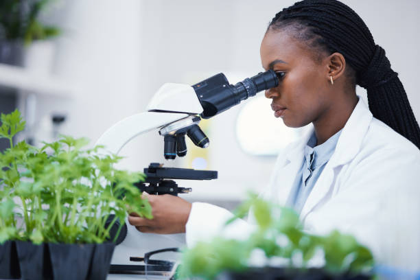 istock Plant research, microscope and black woman in a laboratory with sustainability analytics research. Leaf growth, study and female scientist in a lab for agriculture development and scope testing 1553231725