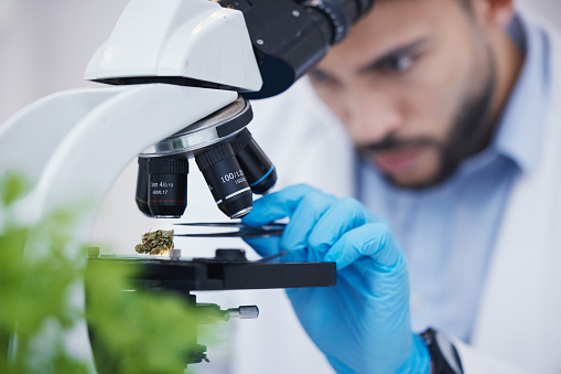Plant particles, microscope science and man in laboratory with sustainability ecology and botany research. Leaf growth, study and male scientist in a lab for agriculture development and scope testing