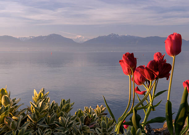 Tulips at the lake shore