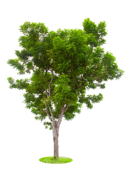 istock The Tree isolated on white background, Save Clipping Path. Tropical tree isolated. 1553233454