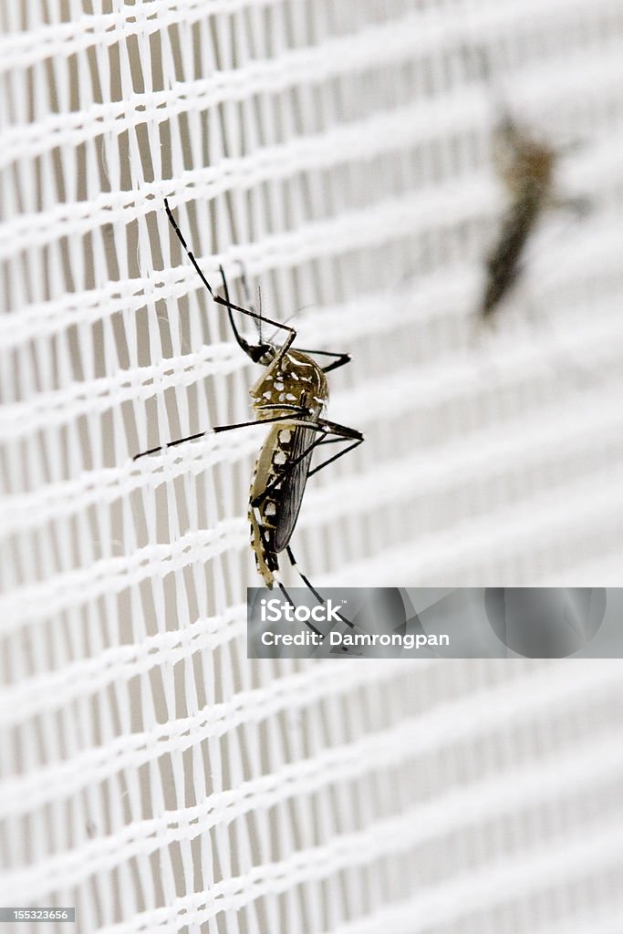 Reposer les moustiques - Photo de Aile d'animal libre de droits