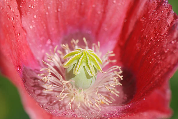 Poppy stock photo