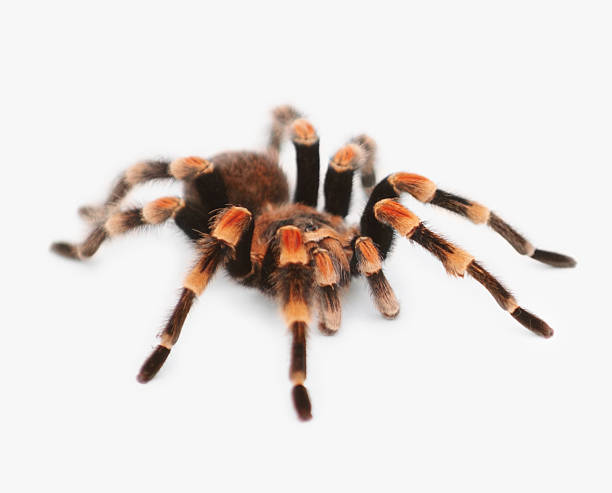 istock Close-up of Tarantula spider on white background 155324125
