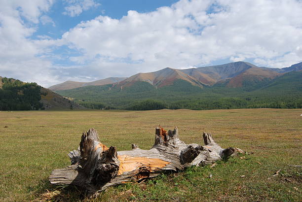 istock deadwood outside the forest 155324135