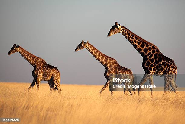 Giraffetrio Im Sonnenuntergang Stockfoto und mehr Bilder von Afrika - Afrika, Etoscha-Nationalpark, Fotografie
