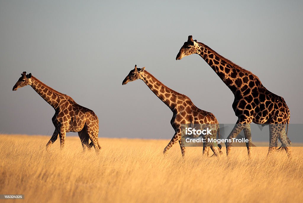 Girafa trio luz pôr do sol - Royalty-free Alto - Descrição Física Foto de stock
