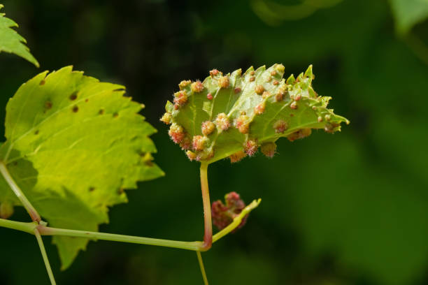 istock Grape aphid phylloxera has attacked vine leaves - a serious horticultural problem 1553243665