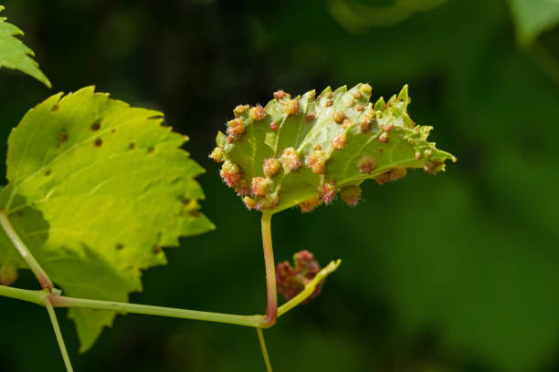 Grape aphid phylloxera has attacked vine leaves - a serious horticultural problem stock photo
