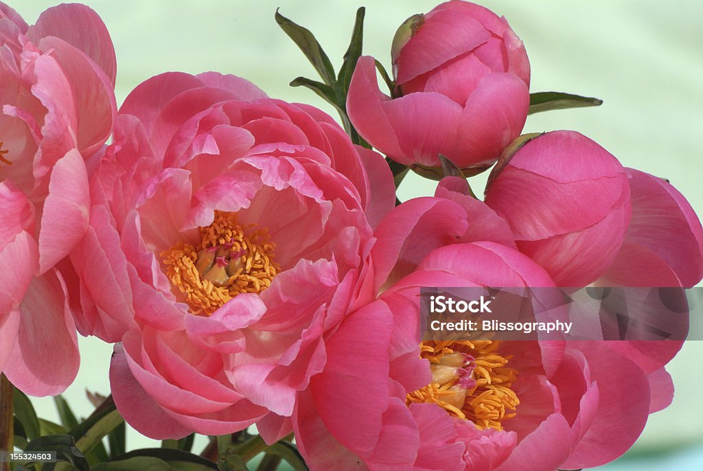 Peony Arrangment An arrangment of pink peonies with a soft sherbert green background. Arrangement Stock Photo