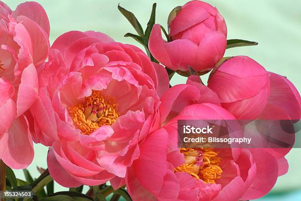 Peony Arrangment Stock Photo - Download Image Now - Arrangement, Blossom, Decoration