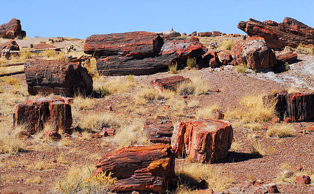 Petrified Forest View of petrified logs found in the Petrified Forest located in Arizona petrified wood stock pictures, royalty-free photos & images