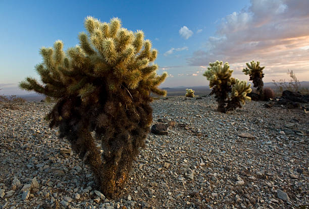 Desert Cactus Colors stock photo
