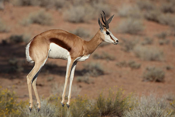 istock Sprinbok pronking behaviour, Kalahari Desert 155324911