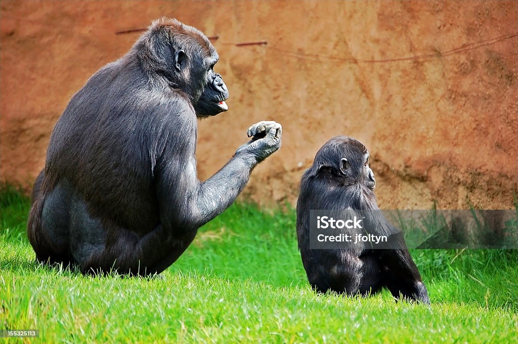 Gorila Família - Royalty-free Adulto Foto de stock