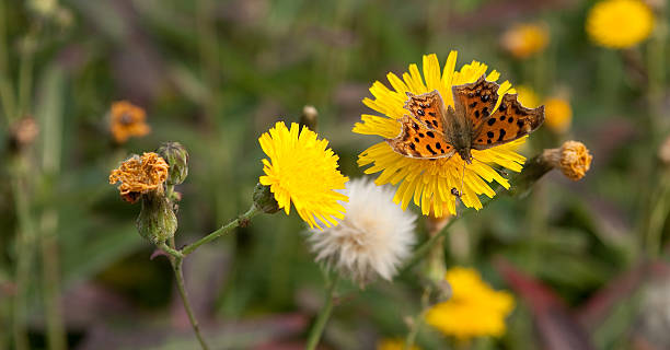 Butterfly and dandelion stock photo