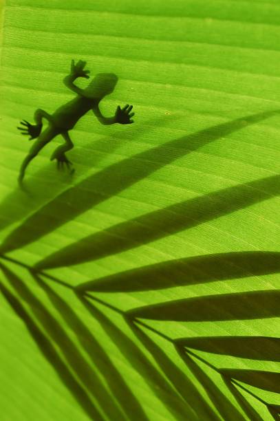 istock Silhouette of gecko and leaf on green background 155325347