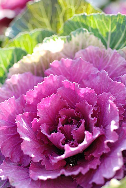 kohl-blüte - flower cabbage kale edible flower stock-fotos und bilder
