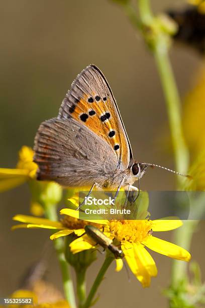 Cobre Pequeña Foto de stock y más banco de imágenes de Aire libre - Aire libre, Amarillo - Color, Belleza de la naturaleza