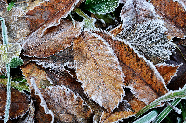 istock autumn leaves on the ground covered with rime ice 155325655