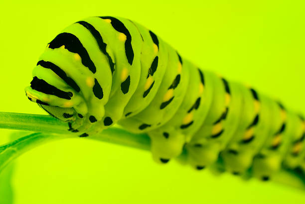 Swallowtail caterpillar stock photo