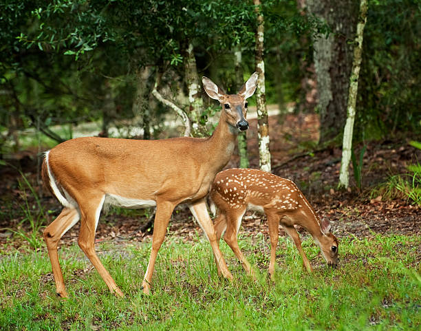 istock Doe and her fawn 155325913