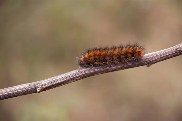 Wild single caterpillar on brown trunk with green background