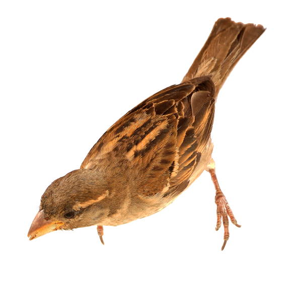 istock Female Italian Sparrow (passer italiae) isolated on white 155326154