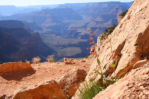 istock Penstamon Flowers at Grand Canyon 155326417