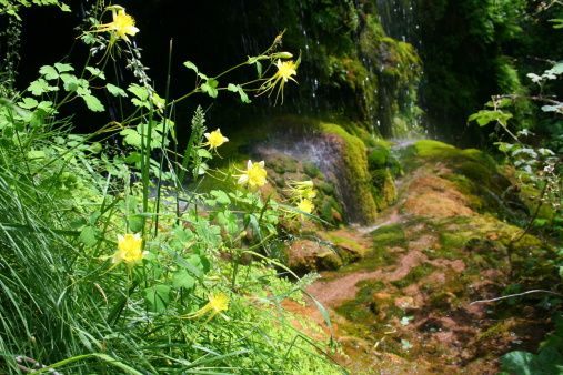 Yellow Columbine flowers next to a waterfall.