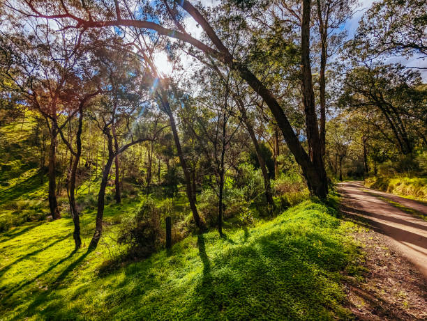 istock Victorian Rural Country Landscape in Australia 1553264776