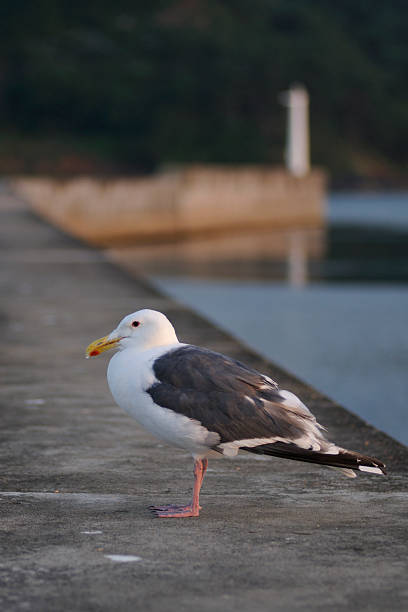 Seagull stock photo