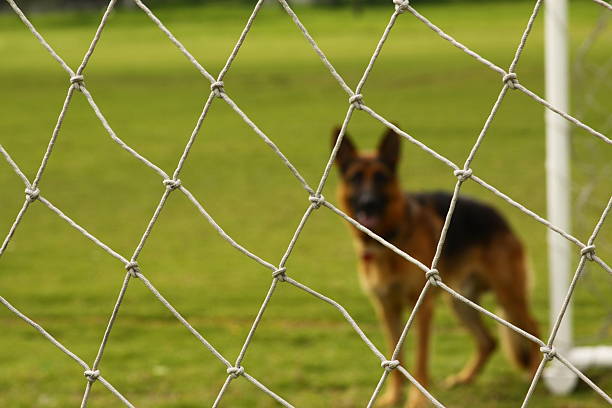 A football net in a very first level with a german shepherd as background
