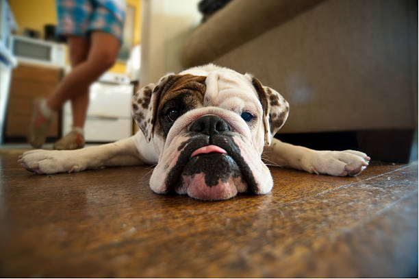 This stubborn English Bulldog refuses to get up off the hardwood floor.