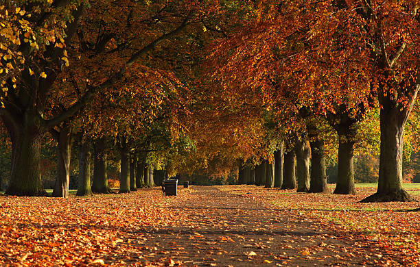 istock Autumn Trees Abington Park Northampton 155326719