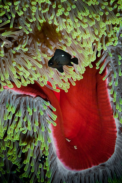 Fish and Anemone stock photo