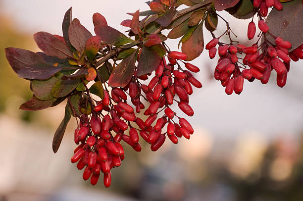 Barberry twig stock photo