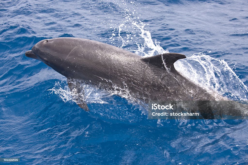 Dolphin in der Oberfläche - Lizenzfrei Delfin Stock-Foto