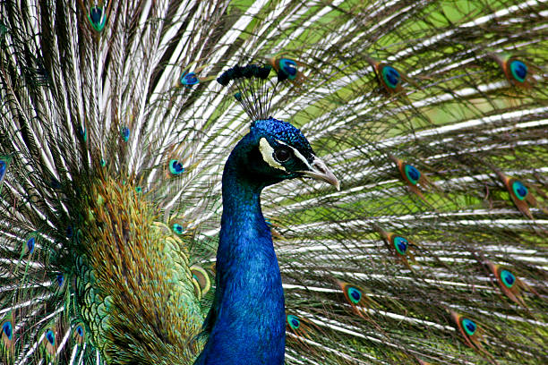 istock Male Peacock in Full Display 155327047
