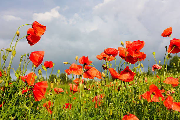 istock poppies on the field 155327073