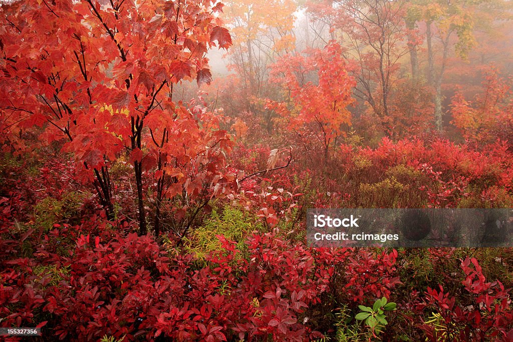 Herbstlaub in Nebel - Lizenzfrei Ahorn Stock-Foto