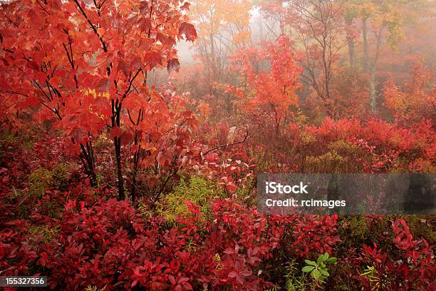Herbstlaub In Nebel Stockfoto und mehr Bilder von Ahorn - Ahorn, Appalachen-Region, Baum