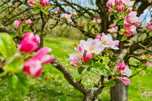 pink and white apple flowers in sunlight outdoor