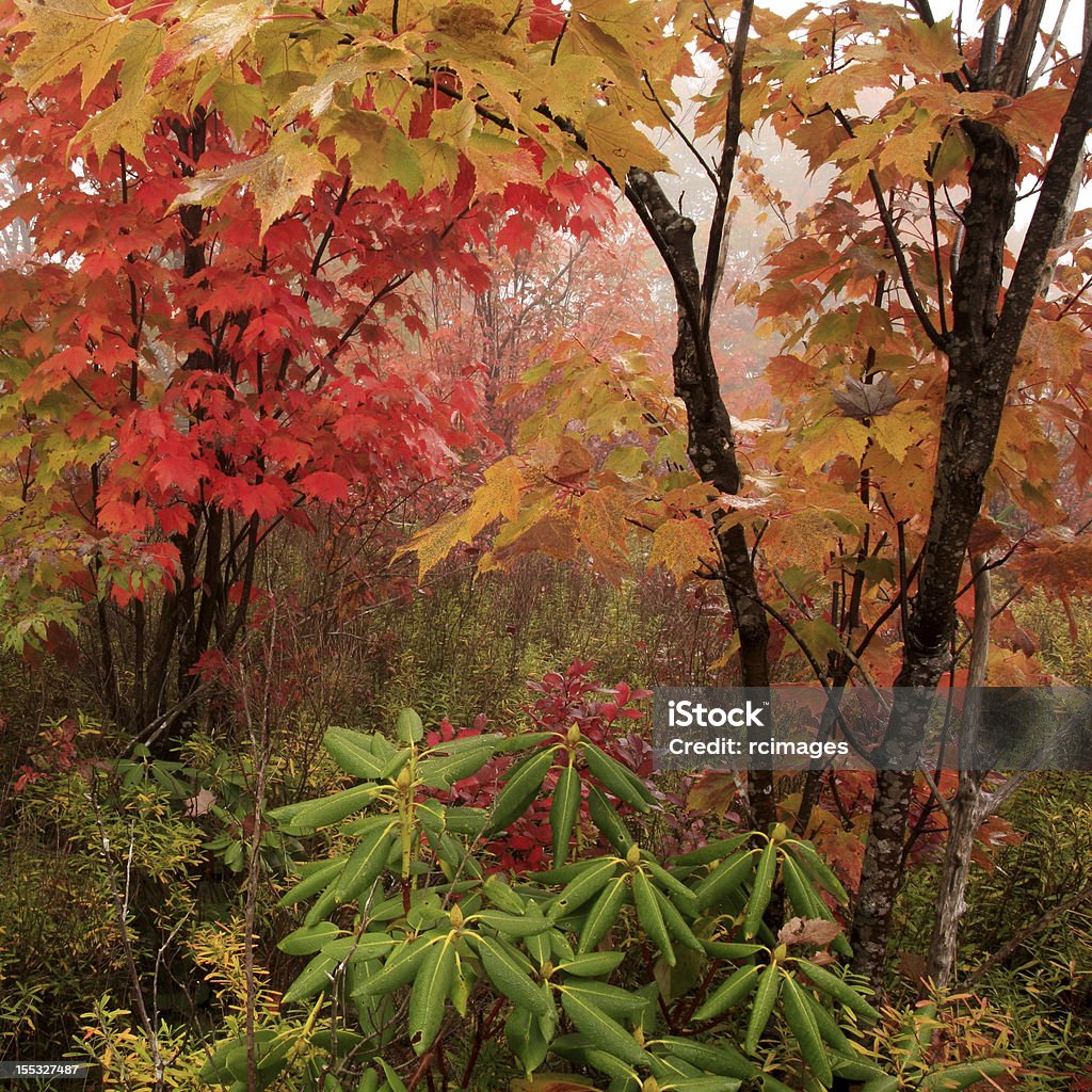Herbst Wald - Lizenzfrei Ahorn Stock-Foto