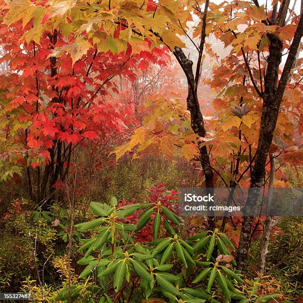 Herbst Wald Stockfoto und mehr Bilder von Ahorn - Ahorn, Appalachen-Region, Baum