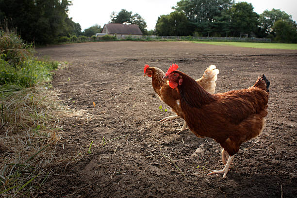 Photo of Hens in a field
