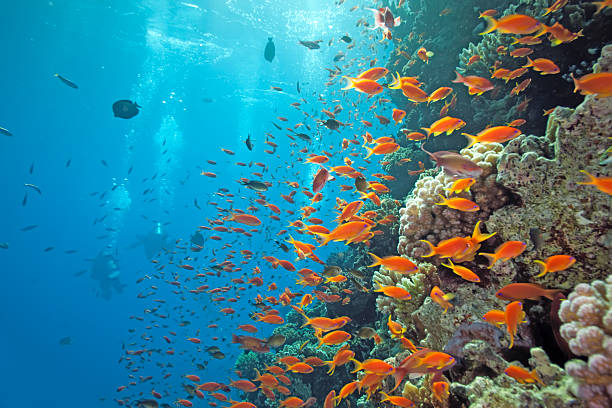 Scalefin fish on the reef stock photo