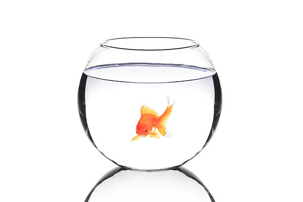 istock Golden fish in a bowl 155327968